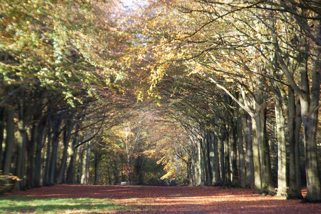 Pathways through trees